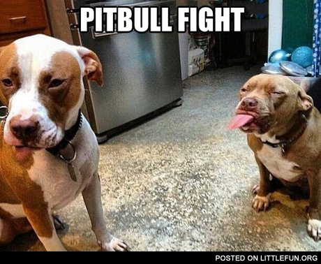 Pitbull fight