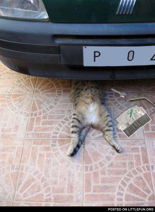 Cat auto mechanic