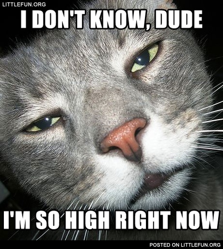 High cat