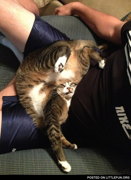 Yoga cat