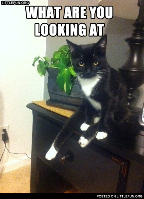 What are you looking at