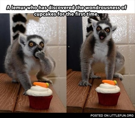 Lemur and cupcakes