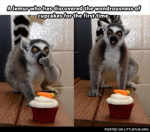 Lemur and cupcakes
