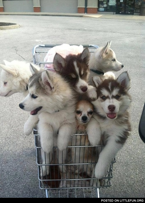 Basket of huskies