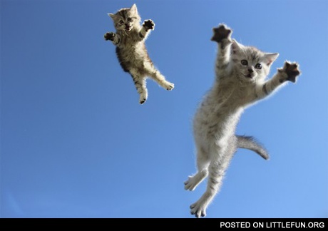 Flying kittens