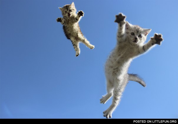 Flying kittens
