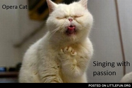 Opera cat