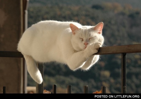 Monorail cat is sleeping