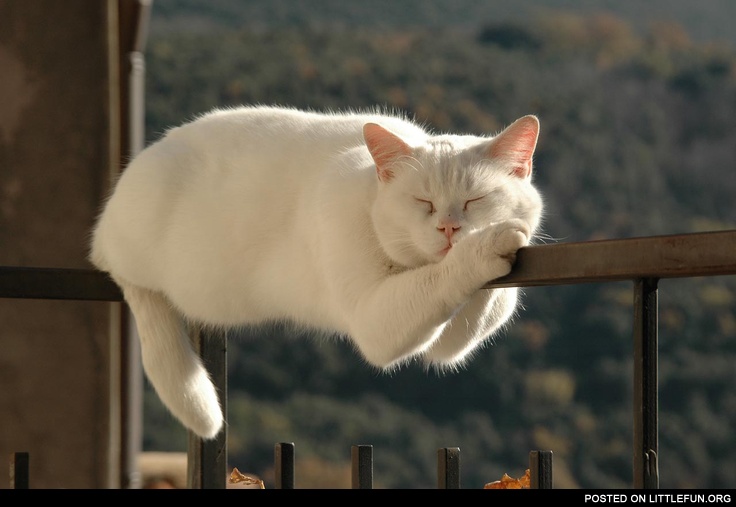 Monorail cat is sleeping