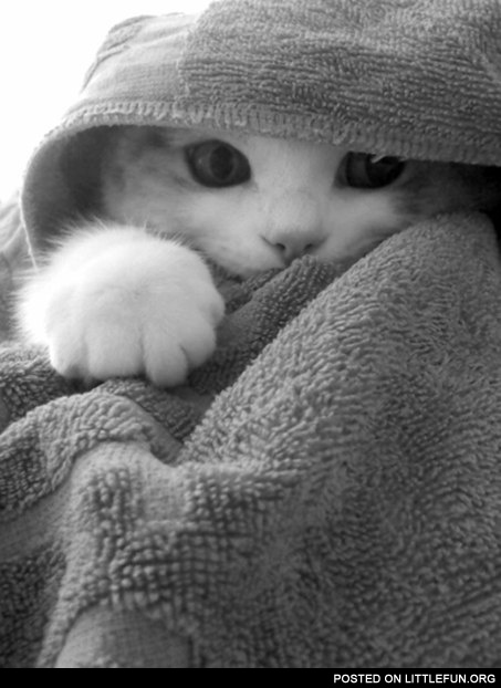Cat in the hood