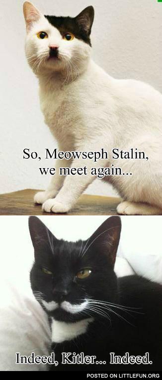 Meowseph Stalin and Kitler