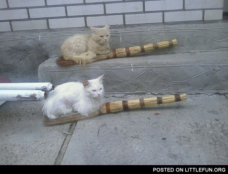 Witches cats