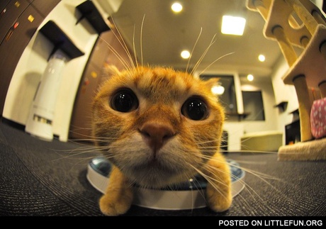 Funny cat
