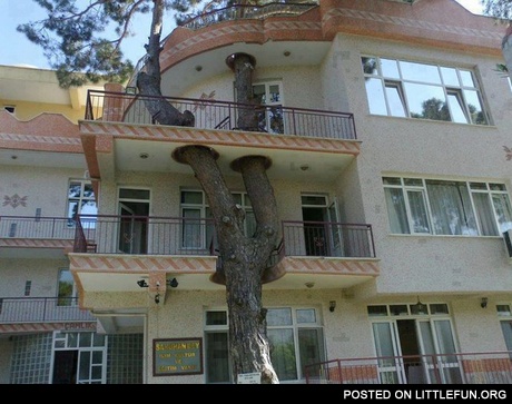Tree in the house