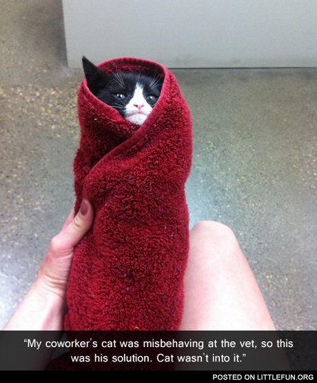Misbehaving cat