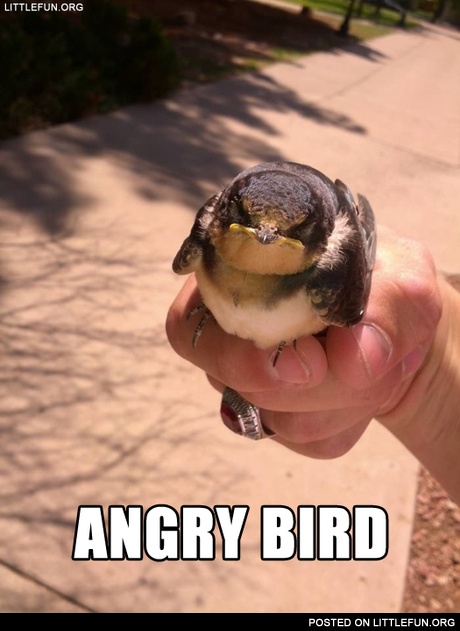 Angry bird