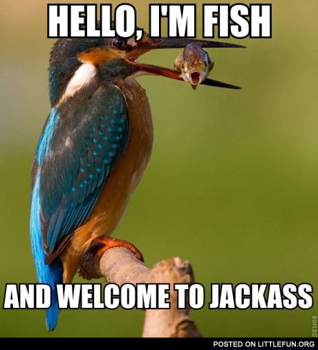 Hello, I'm fish and welcome to Jackass