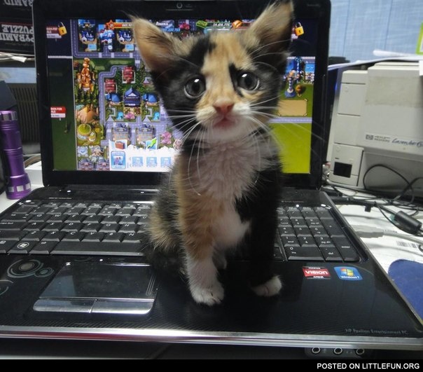 Kitten on the laptop