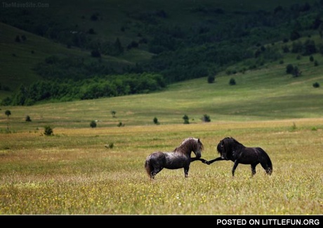 Brofist horses