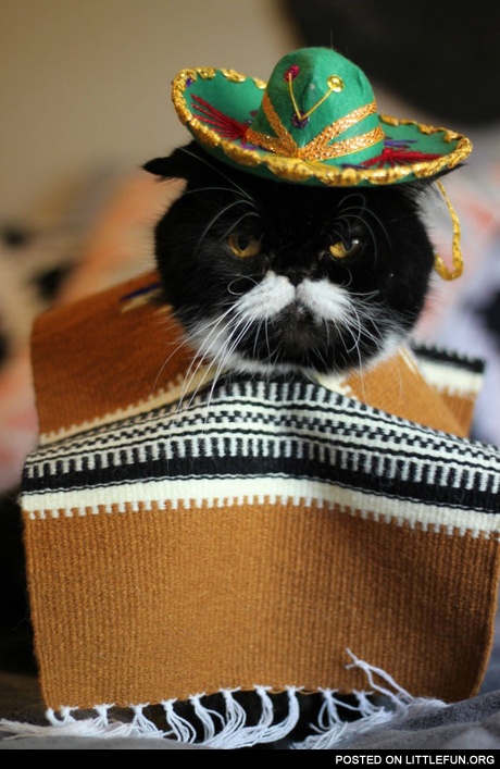 Mexican cat