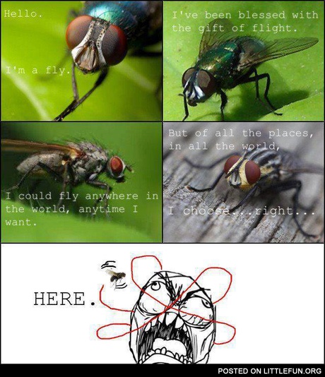 Scumbag fly