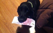 Money dog