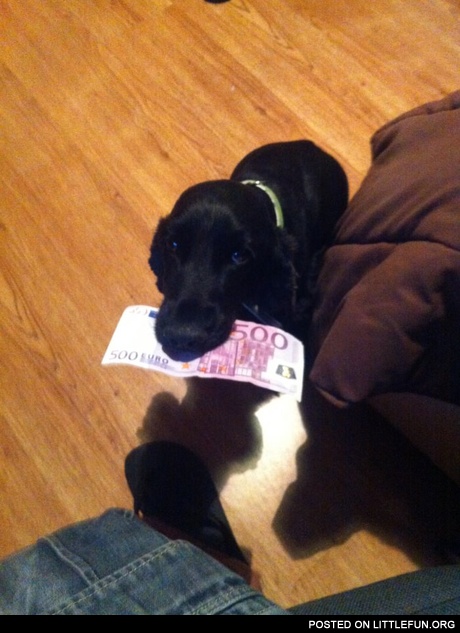 Money dog