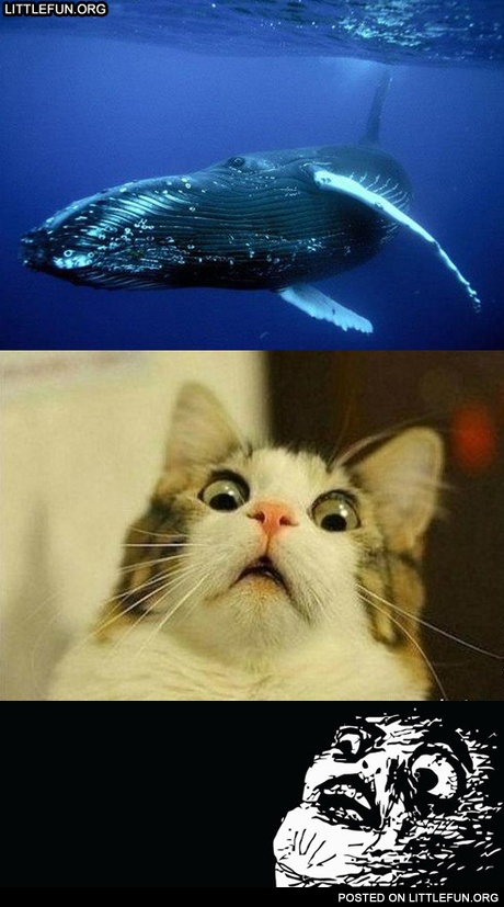 WTF faces
