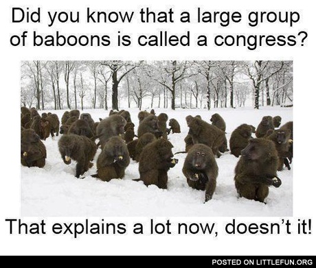 A large group of baboons is called a congress