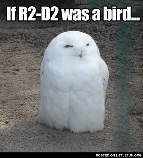 If R2D2 was a bird
