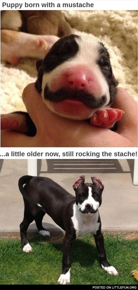The dog with mustache
