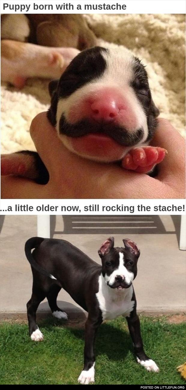 The dog with mustache