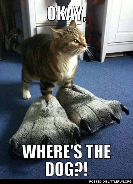 Okay, where's the dog