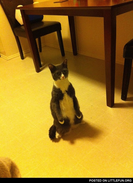 Standing up cat