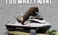I do what I want. A bear on the water scooter.