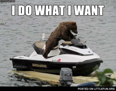 I do what I want. A bear on the water scooter.