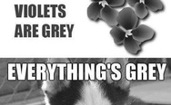 Everithing is grey, I'm a dog