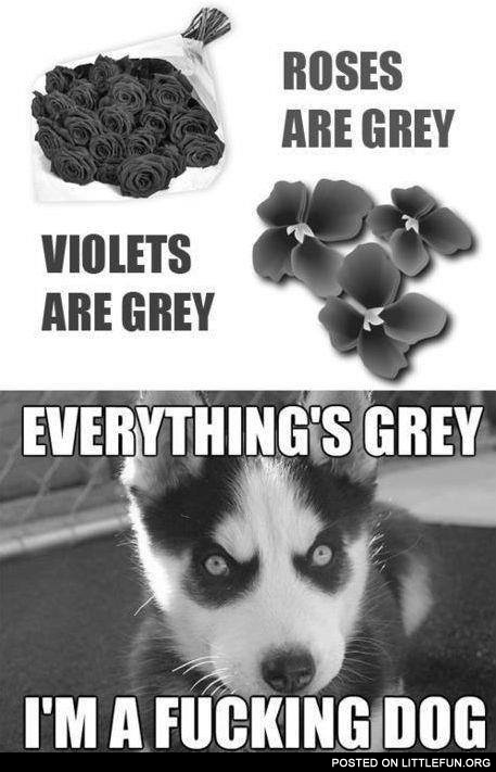 Everithing is grey, I'm a dog