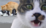 F**king cats, photobomb