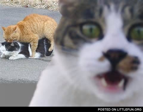 F**king cats, photobomb