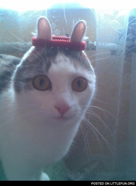 Rabbit cat