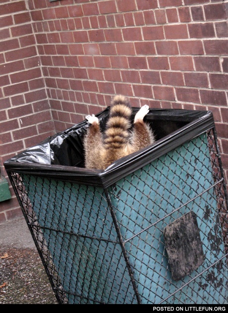 Raccoon in a garbage can