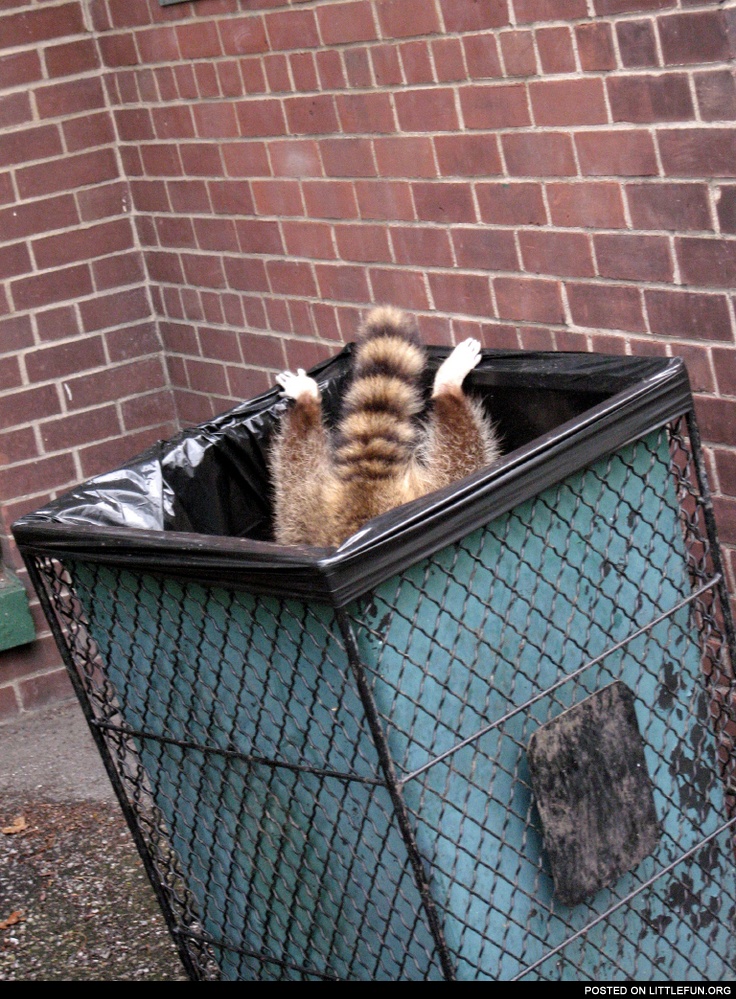 Raccoon in a garbage can