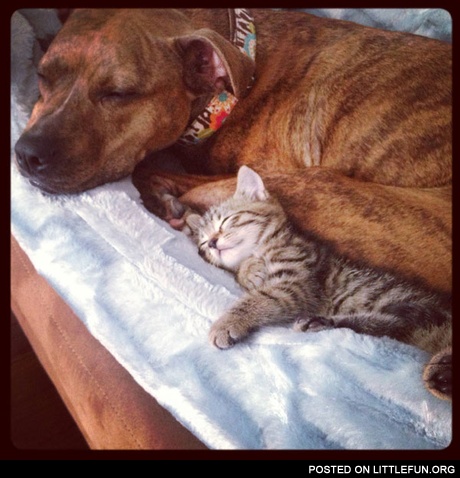 Pitbull and kitten