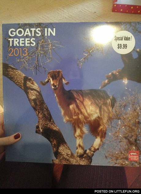 Goats in trees 2013