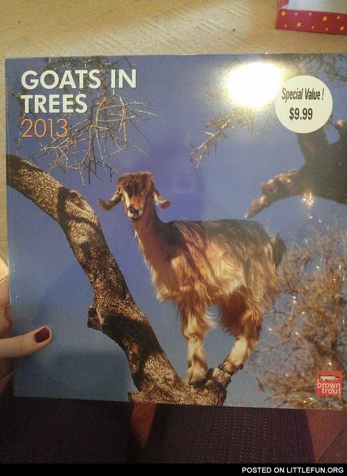 Goats in trees 2013