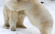 Polar bear hugs