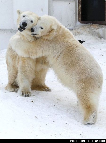 Polar bear hugs