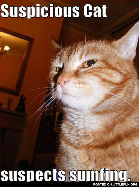 suspicious cat