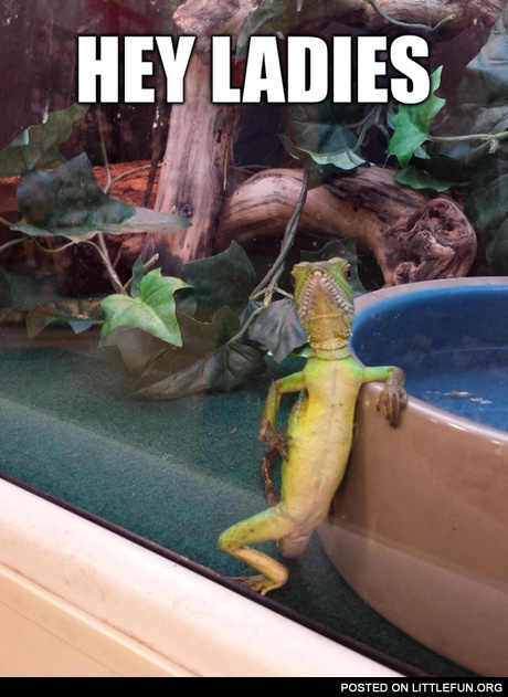 Hey ladies. Sexy lizard.